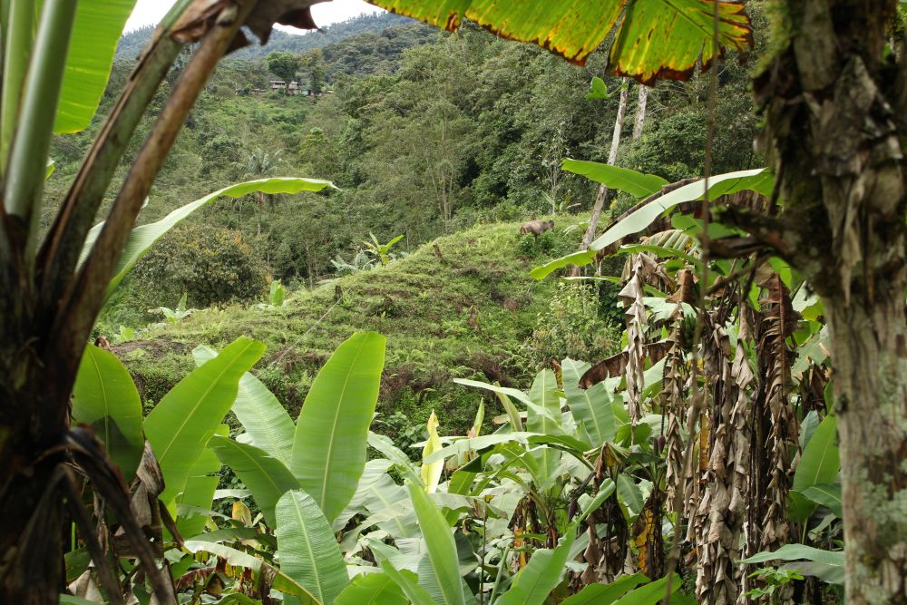 Tropický les, kde sme pracovali na kávovej farme