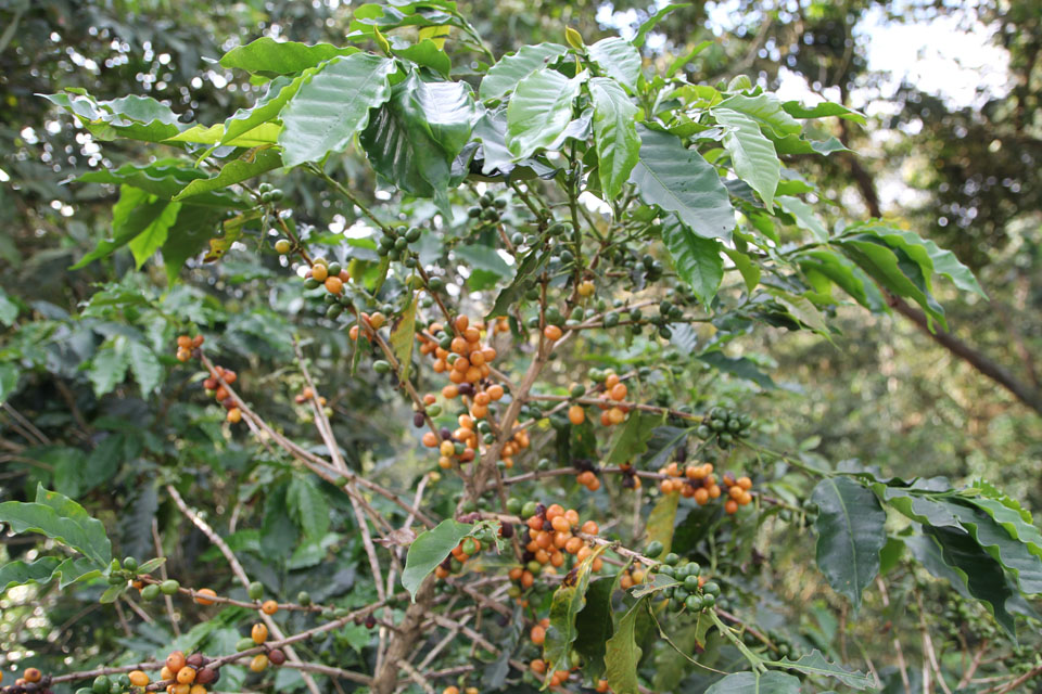 Sierra Nevada de Santa Marta: a coffee plant